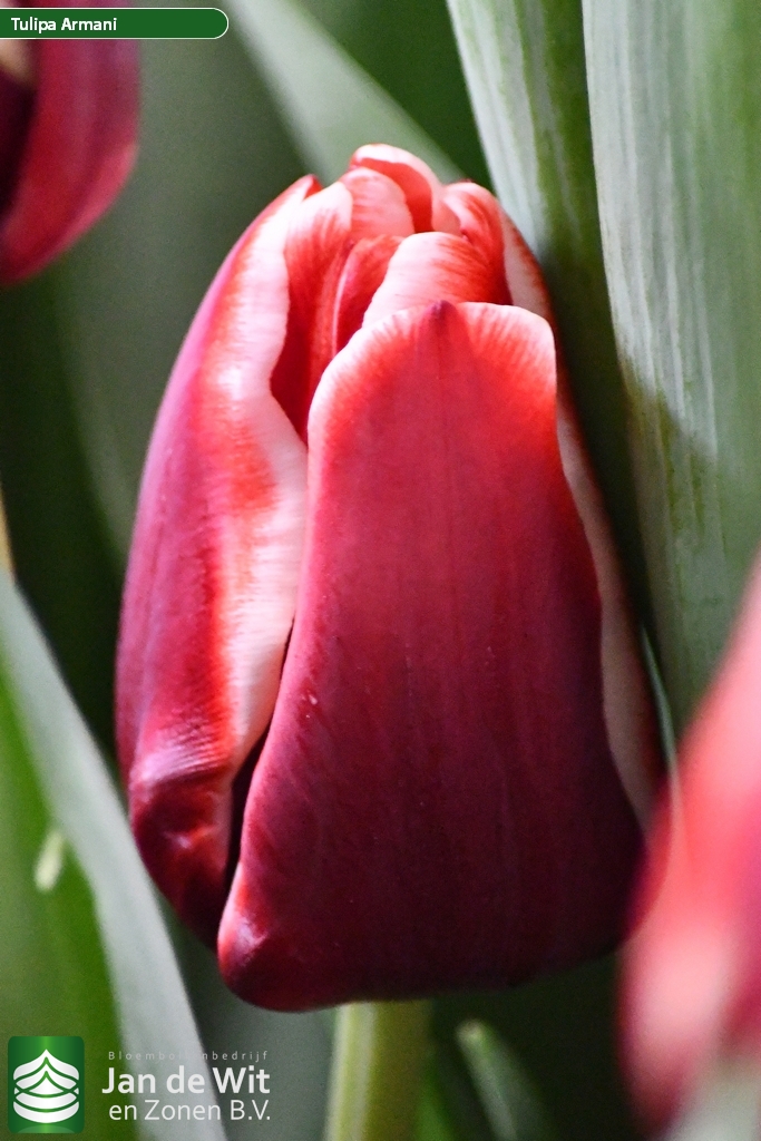 Armani Tulip Jan de Wit en Zonen B.V